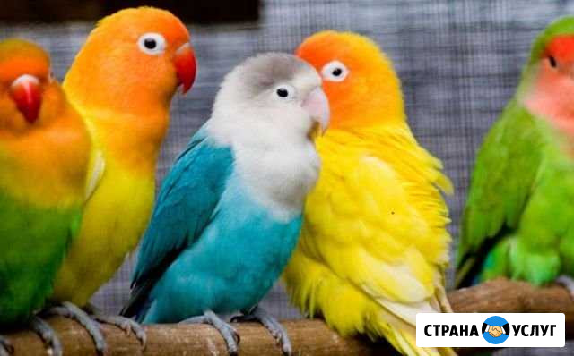 Передержка птиц Ижевск - изображение 1