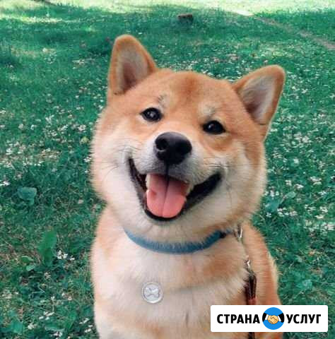 Кобель для вязки Сиба-ину Екатеринбург - изображение 1