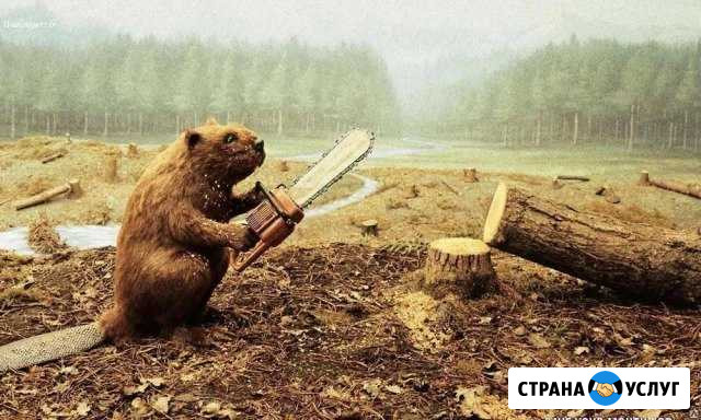Спил деревьев Ковров - изображение 1