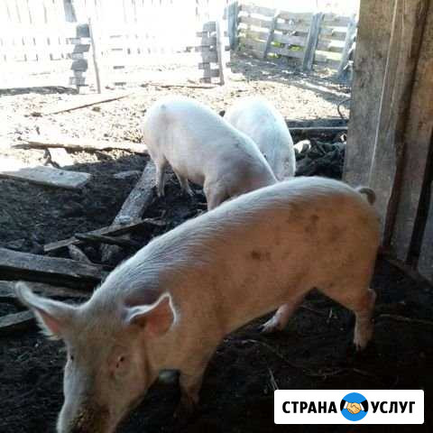 Мясо Назарово - изображение 1