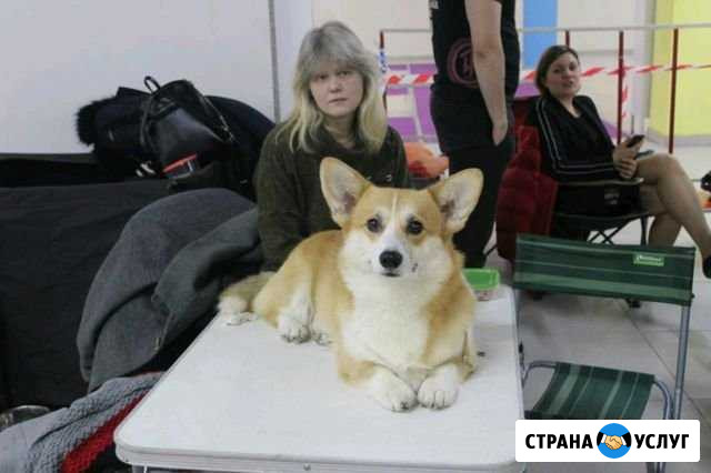 Грумер для животных Краснозаводск - изображение 1