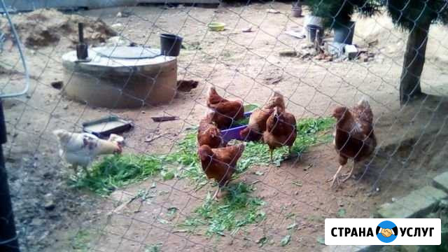 Продукты питания,яйцо домашнее от элитных кур Калуга - изображение 1