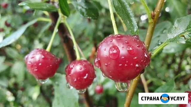 Видеооператор Прокопьевск - изображение 1