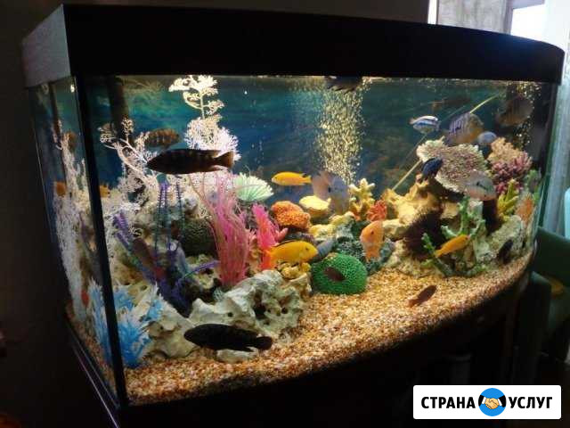 Обслуживание аквариумов Феодосия - изображение 1
