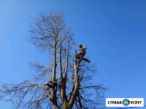 Спил и обрезка деревьев Таганрог