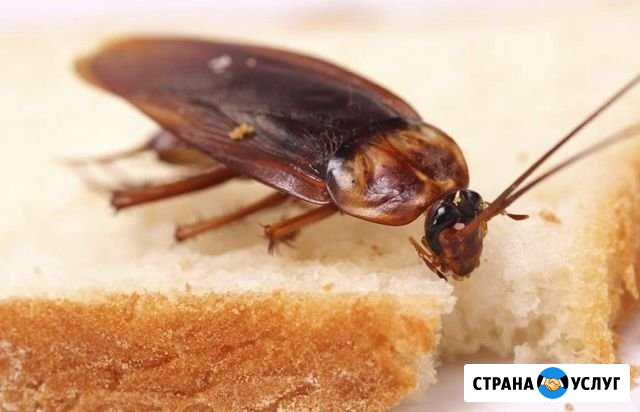 Уничтожение насекомых Владивосток - изображение 1