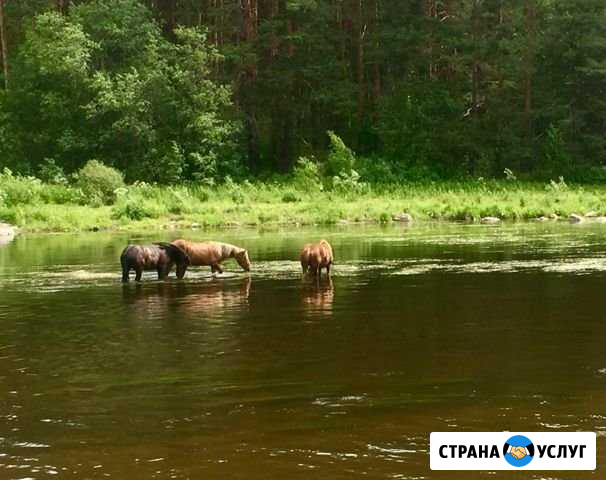 Покос травы Алапаевск - изображение 1