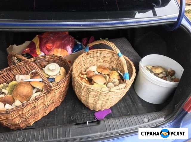 Грибы Выкса - изображение 1