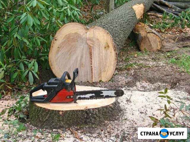 Спил, снос деревьев Иркутск - изображение 1