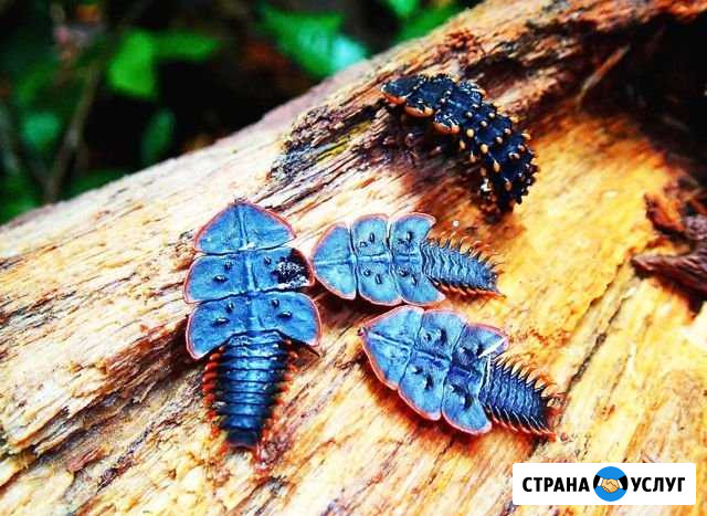 Уничтожение тараканов. Уничтожение блох, клопов Мга - изображение 1