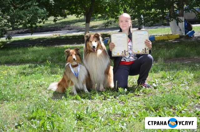 Выгул, бытовая дрессировка, трюки, аджилити Красноярск - изображение 1
