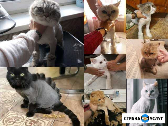 Стрижка кошек,котов (без наркоза ) Москва - изображение 1
