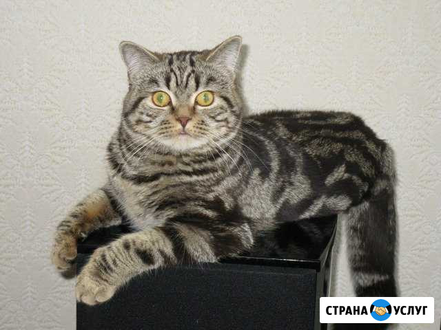 Вязка кот Филберт приглашает Камышин - изображение 1