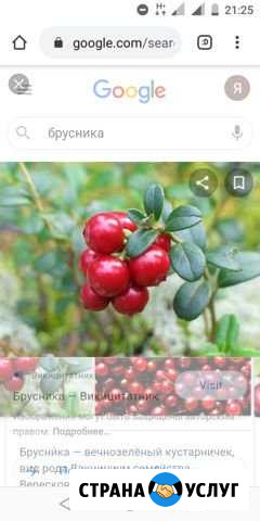 Брусника Выборг - изображение 1