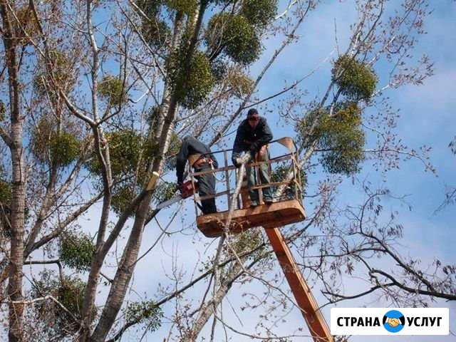 Спил деревьев, кронирование, удаление Сочи - изображение 1