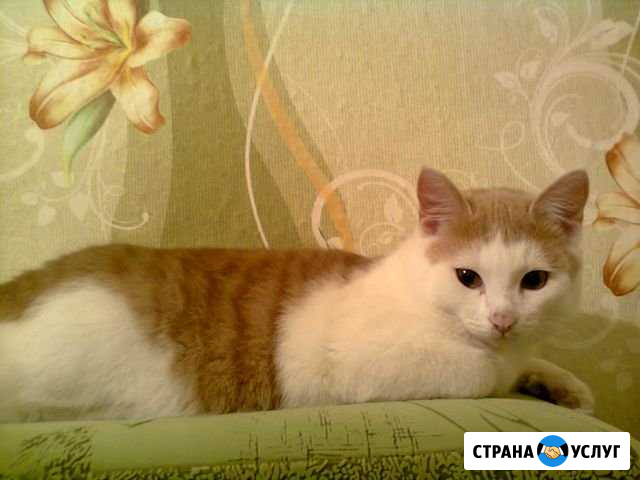 Передержка кошек и котов Омск - изображение 1