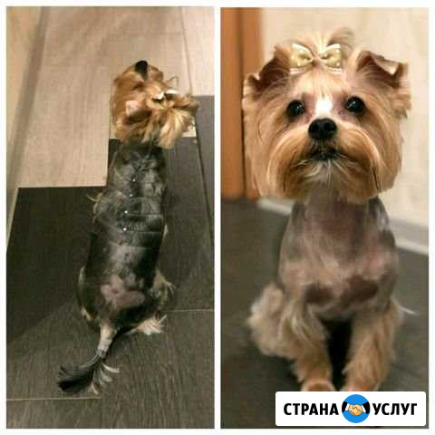 Стрижка собак и кошек любых пород у себя,или с вые Волжский Волгоградской области - изображение 1