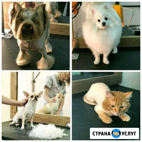 Стрижка собак и кошек Екатеринбург - изображение 1