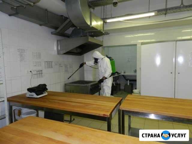 Уничтожение тараканов, грызунов Иваново - изображение 1