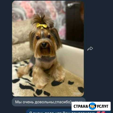 Стрижка собак и кошек,груминг.Грумер Белгород - изображение 1