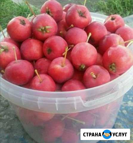 Ранетки Барнаул - изображение 1