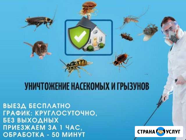 Уничтожить клопов, тараканов, клещей, крыс Краснодар - изображение 1