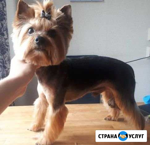 Груминг (стрижка) собак во Всеволожске Всеволожск - изображение 1