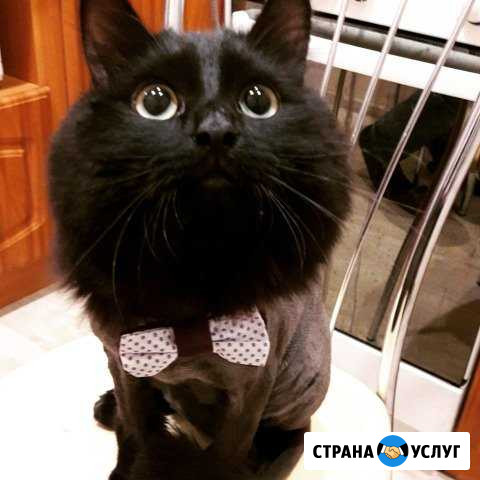 Стрижка кошек котов (грумминг) Новосибирск - изображение 1