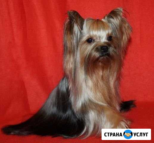 Инструктор по вязке собак Новокузнецк - изображение 1