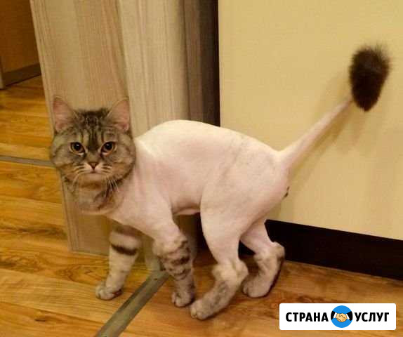Стрижка Кошек и Собак Сургут - изображение 1