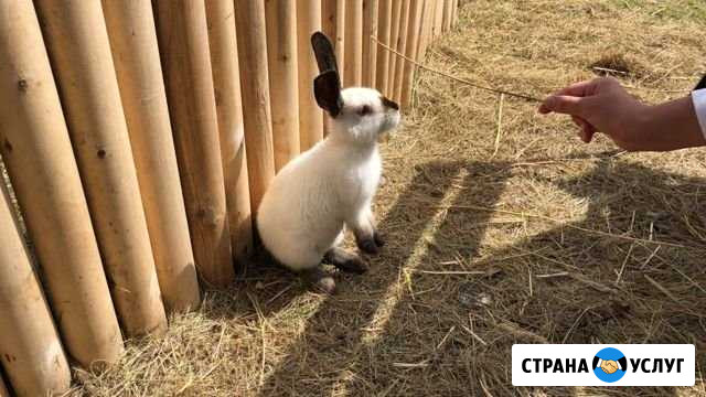 Посмотрю за вашим питомцем Челябинск - изображение 1