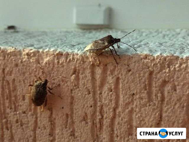 Эффективная обработка квартир домов, кафе хостелов Челябинск - изображение 1