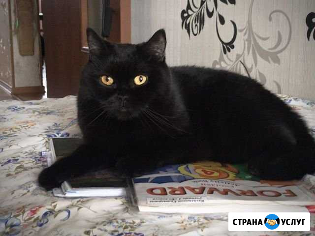 Репетитор по английскому/французскому языку Владимир - изображение 1