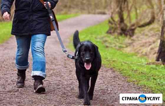 Выгул собак Ивангород