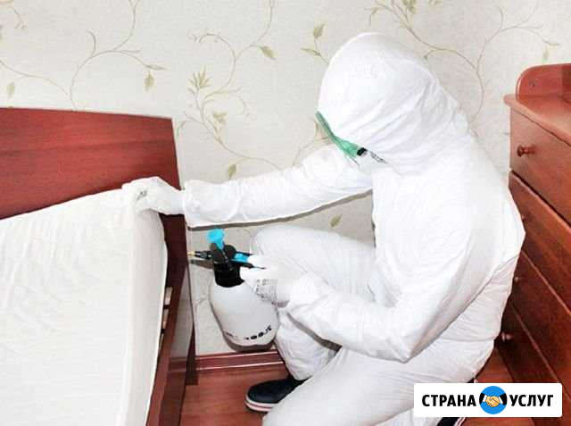 Уничтожение клопов Санкт-Петербург - изображение 1