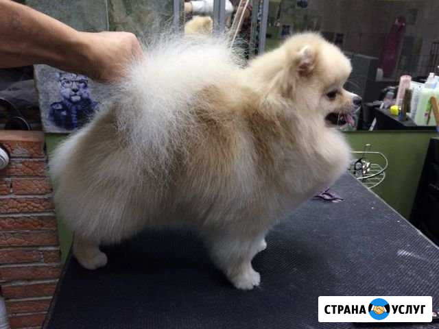 Стрижка кошек и собак Белгород - изображение 1
