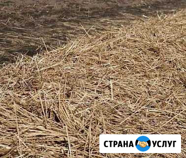 Солома Выселки - изображение 1