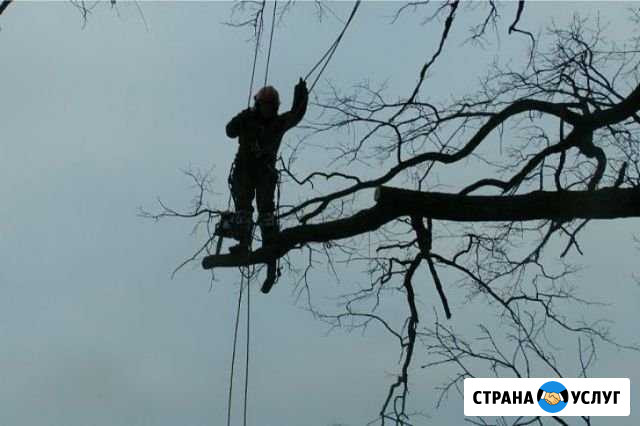 Удаление дерева любой сложности спиливаем деревья Одинцово - изображение 1