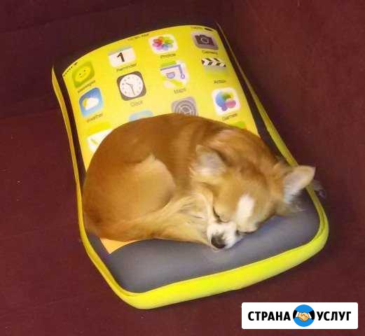Чихуахуа для вязки бесплатно Москва - изображение 1
