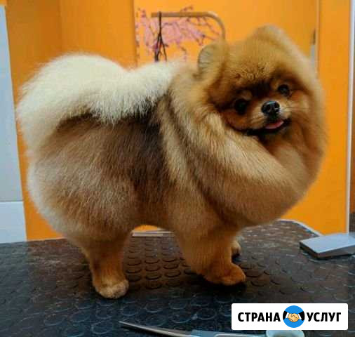 Стрижка собак, груминг собак и кошек Санкт-Петербург - изображение 1