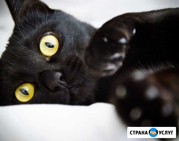 Ветеринарный врач (вызов на дом) Тверь - изображение 1