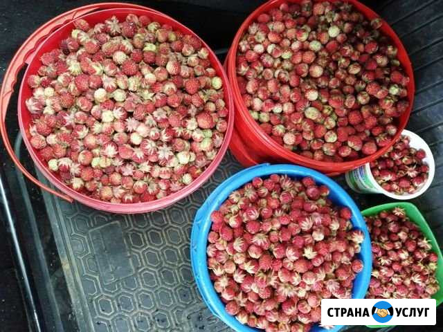 Соберу клубнику полевую Зубова Поляна - изображение 1