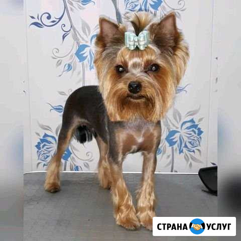 Стрижка собак Иркутск Иркутск - изображение 1