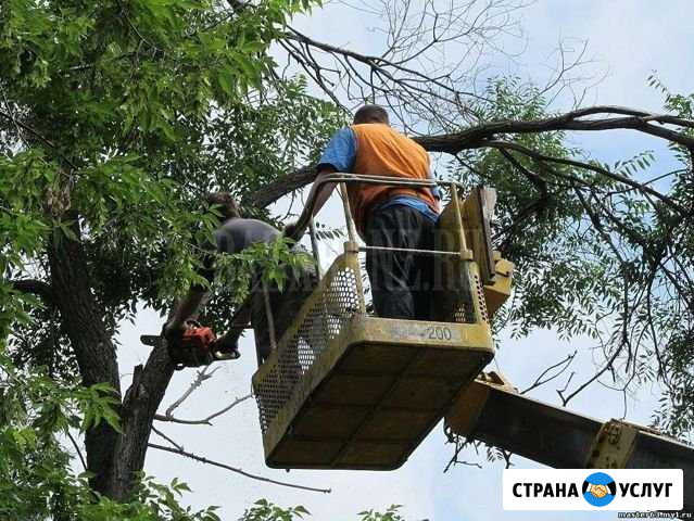 Обрезка, спил, опиловка деревьев, вывоз мусора Астрахань - изображение 1