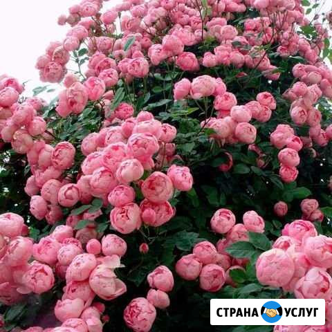 Предлагаю услуги сиделки Тула - изображение 1
