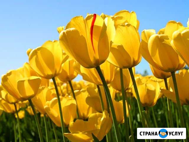 Уборка квартир Новосибирск - изображение 1