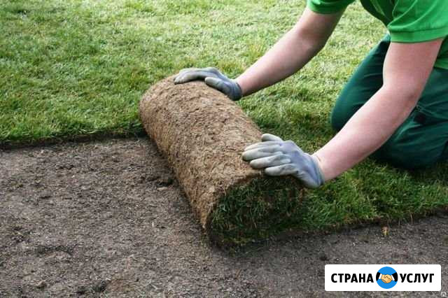 Укладка рулонного газона.Автополив.Озеленение Нижний Новгород - изображение 1