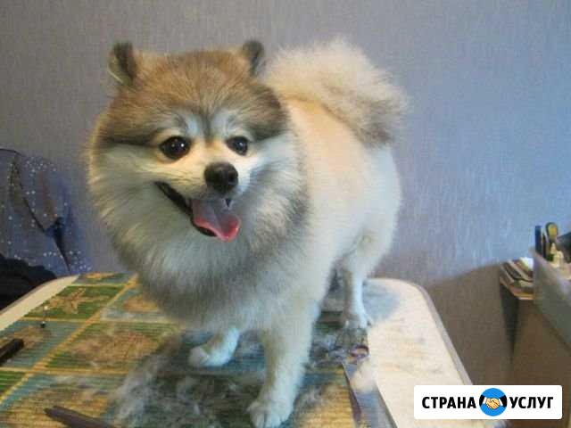 Грум- стиль домашних любимцев Брянск - изображение 1