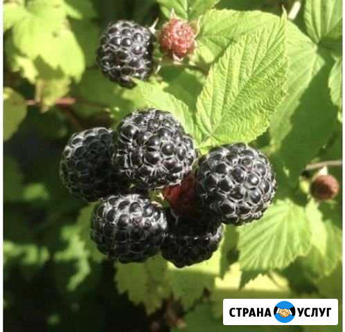 Ежевика Алексин - изображение 1
