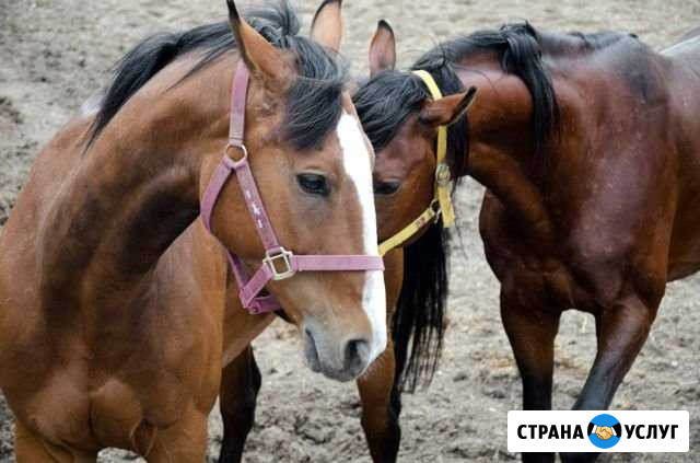 Прогулки на лошади верхом,обучение Оренбург - изображение 1